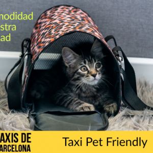 traslado de gatos en Barcelona