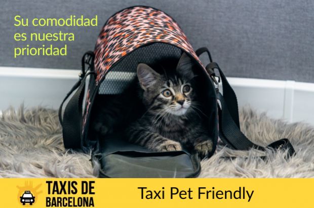 traslado de gatos en Barcelona